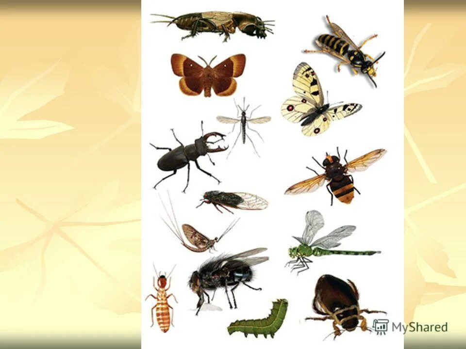 Насекомые голова грудь брюшко. Сколько ног у насекомых. Сколько ног у насекомых. У насекомых три пары ходильных конечностей. Сколько ног у насекомых.