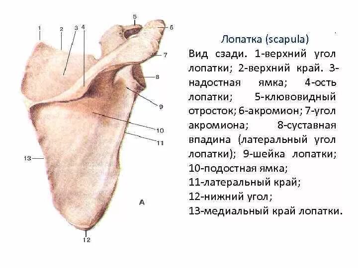 Лопатка человека анатомия. Строение лопатки вид спереди. Лопатка кость строение. Лопатка вид спереди анатомия с подписями. Лопаточная кость анатомия человека.