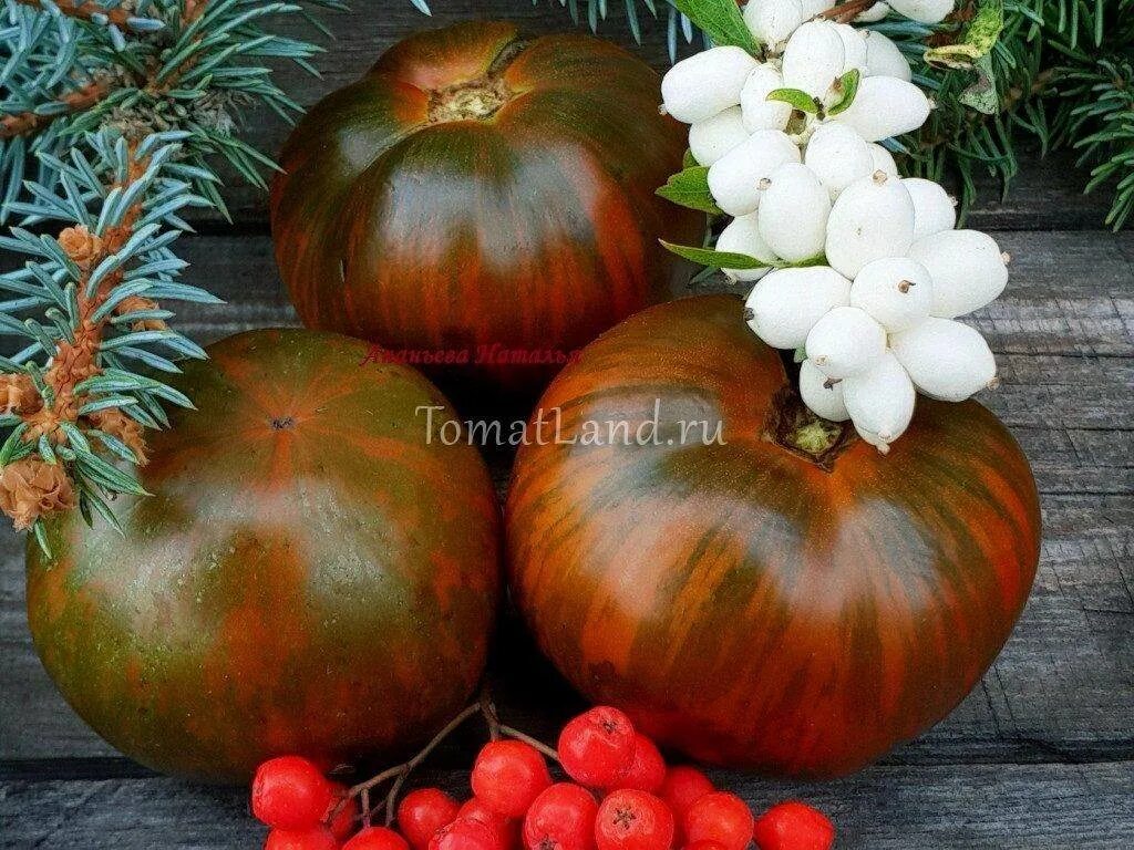 Томат сорок сорок. Томат семь сорок f1. Семена томата семь сорок. Томат семь сорок отзывы. Томат сорока краснобока сибирский сад.