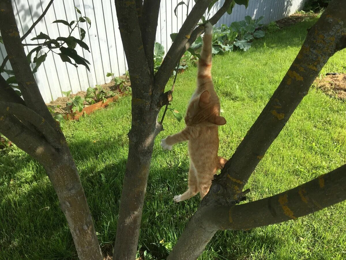 Повешенные кошки. Котенок на дереве. Кот висит на дереве. Кот залез на дерево. Котик лезет на дерево.