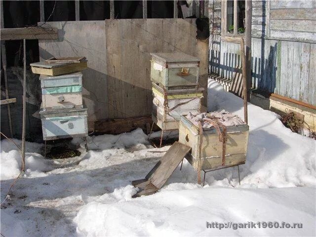 Когда выносить пчел. Выставка пчел из зимовника. Вынос пчел из омшаника. Большой зимовник пчел. Выставка пчел весной после зимовки.