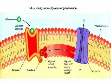 Мускариновыми рецепторами