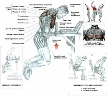Какие упражнения на какие группы мышц