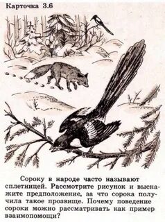 Сорока пол