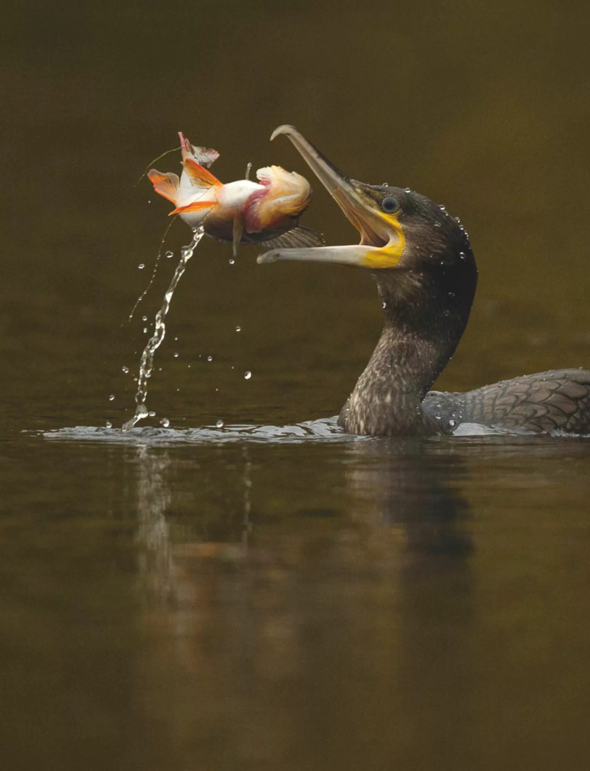 утка питается рыбой. утка питается рыбой. смешной пеликан. питание утки. утки питаются рыбой.