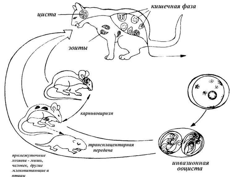 Как лечить токсоплазмоз у кошек