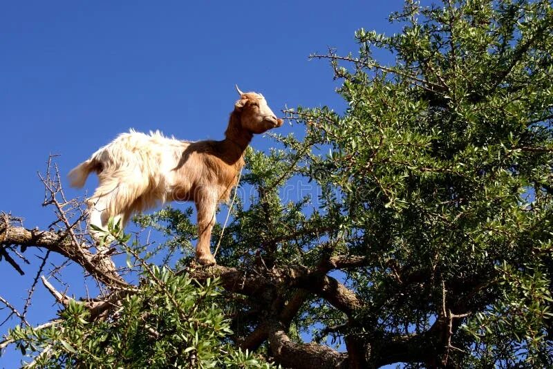 File:ArganGoatTreeBelow.jpg - Wikipedia