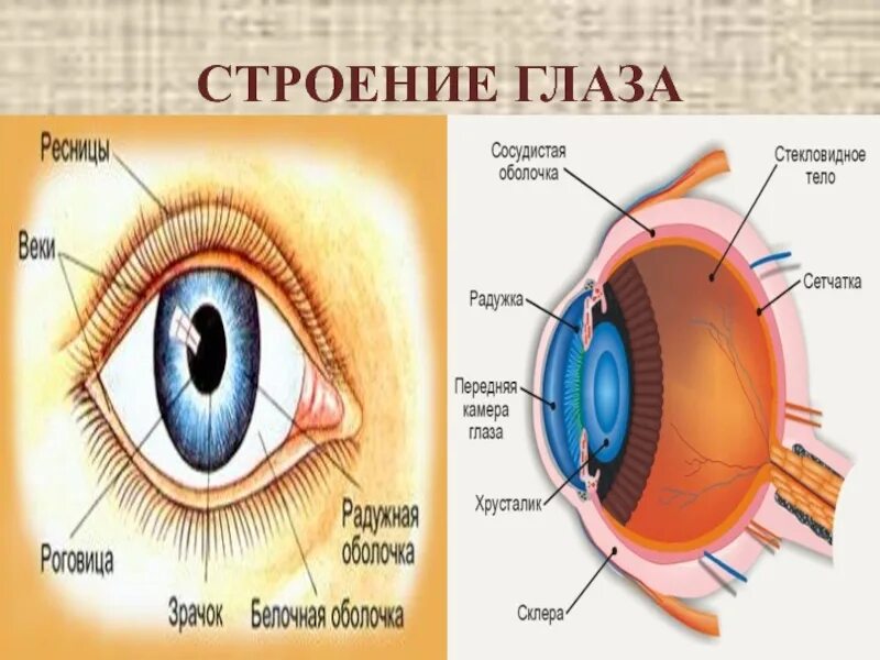 Eyes состав