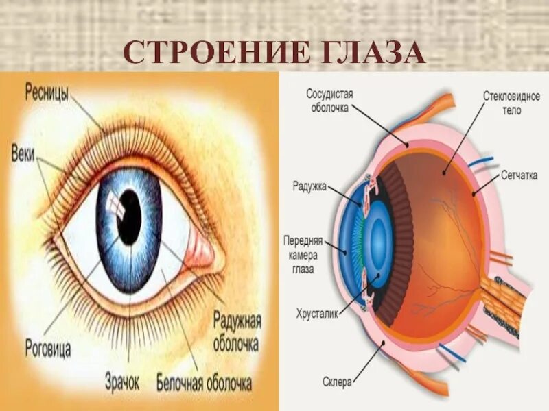 Что входит в глаз человека. Строение глаза спереди. Белок зрачок строение глаза. Строение глаза рисунок спереди с описанием. Строение глаза человека схема.