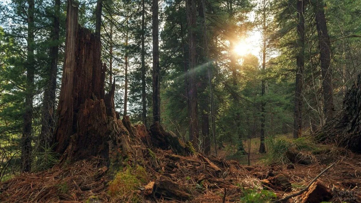 Таежные леса швеции. Тайга пейзаж. Уссурийская тайга горная речка. Хакасия тайга сибирь. Тайга северного урала.