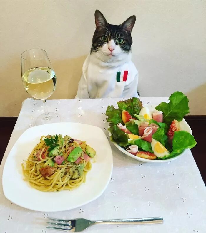 Еда прикольные картинки. Котик с едой. котейка с едой. ужин с котом. кот обедает.