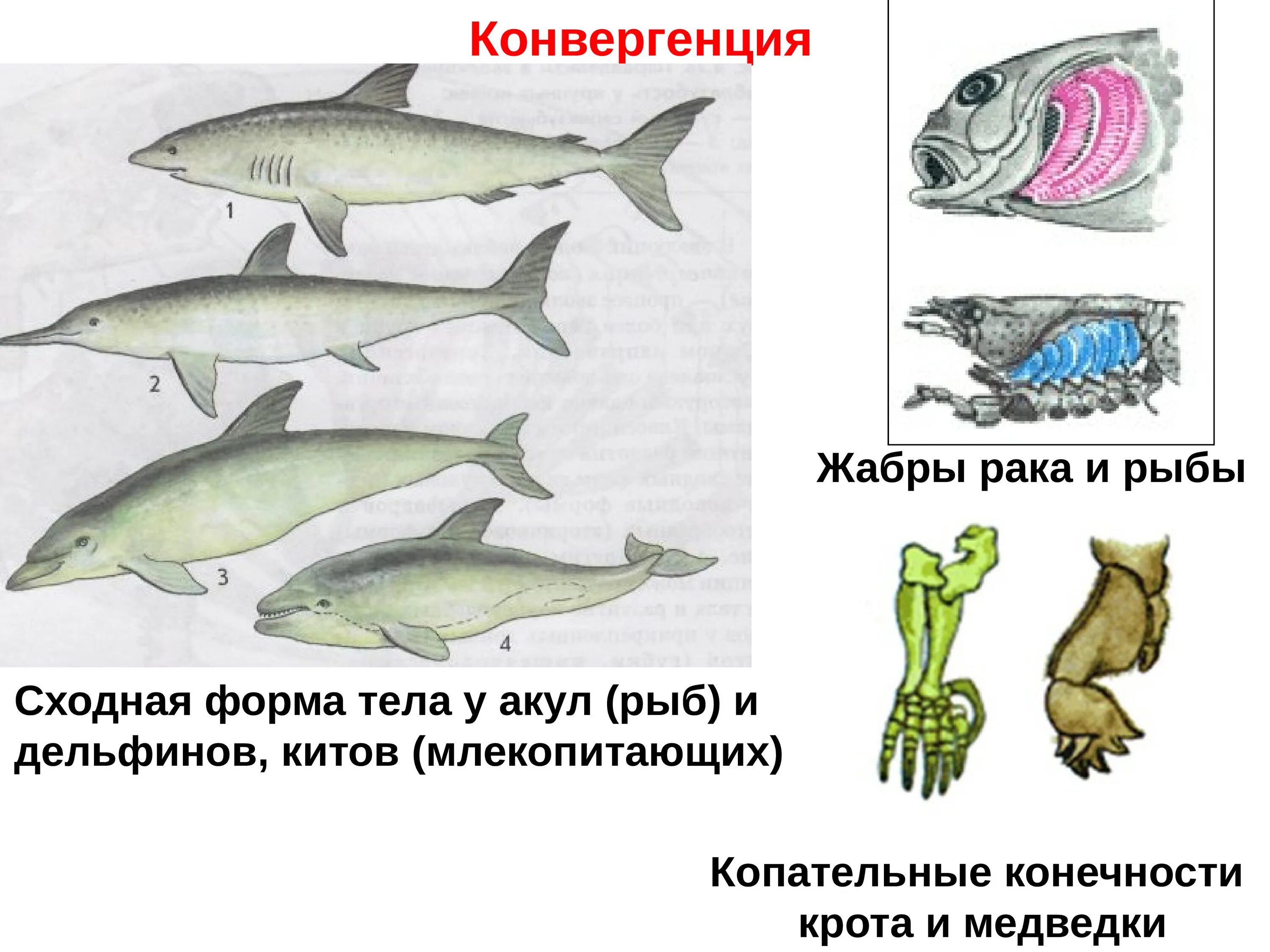 Конвергенция. Конвергенция примеры. Конвергентная форма эволюции. Примеры конвергенции в биологии.