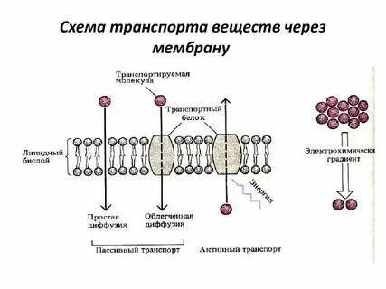 Механизмы транспорта веществ в бактериальную клетку