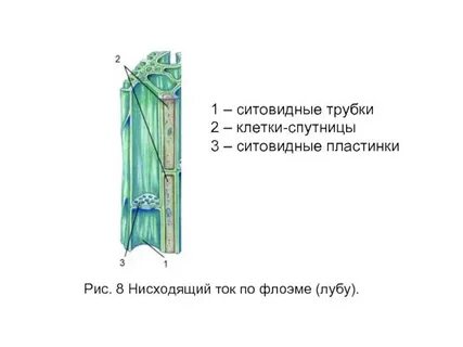Клетки спутницы в ткани