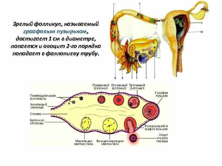 Находится в фолликуле. Строение пузырчатого яичникового фолликула. Структуры пузырчатого фолликула. Название зрелого фолликула яичника. Везикулярный фолликул яичника.