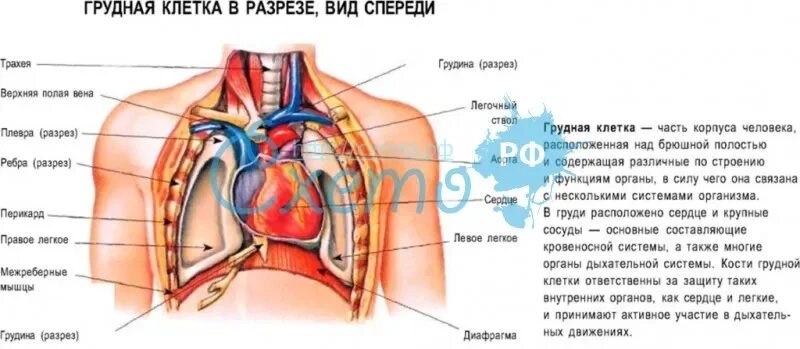 Какие органы у человека с левой. Анатомия грудной клетки человека с органами. Анатомия грудной клетки мужчины с органами. Грудная клетка анатомия в разрезе. Органы грудной клетки женщины.