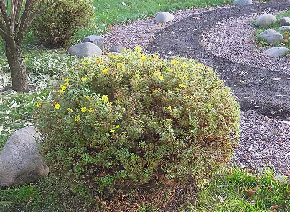 Лапчатка кустарниковая ранней весной. Лапчатка кустарниковая весной. Лапчатка кустарниковая обрезка. Лапчатка кустарниковая обрезка. Кустарник лапчатка.