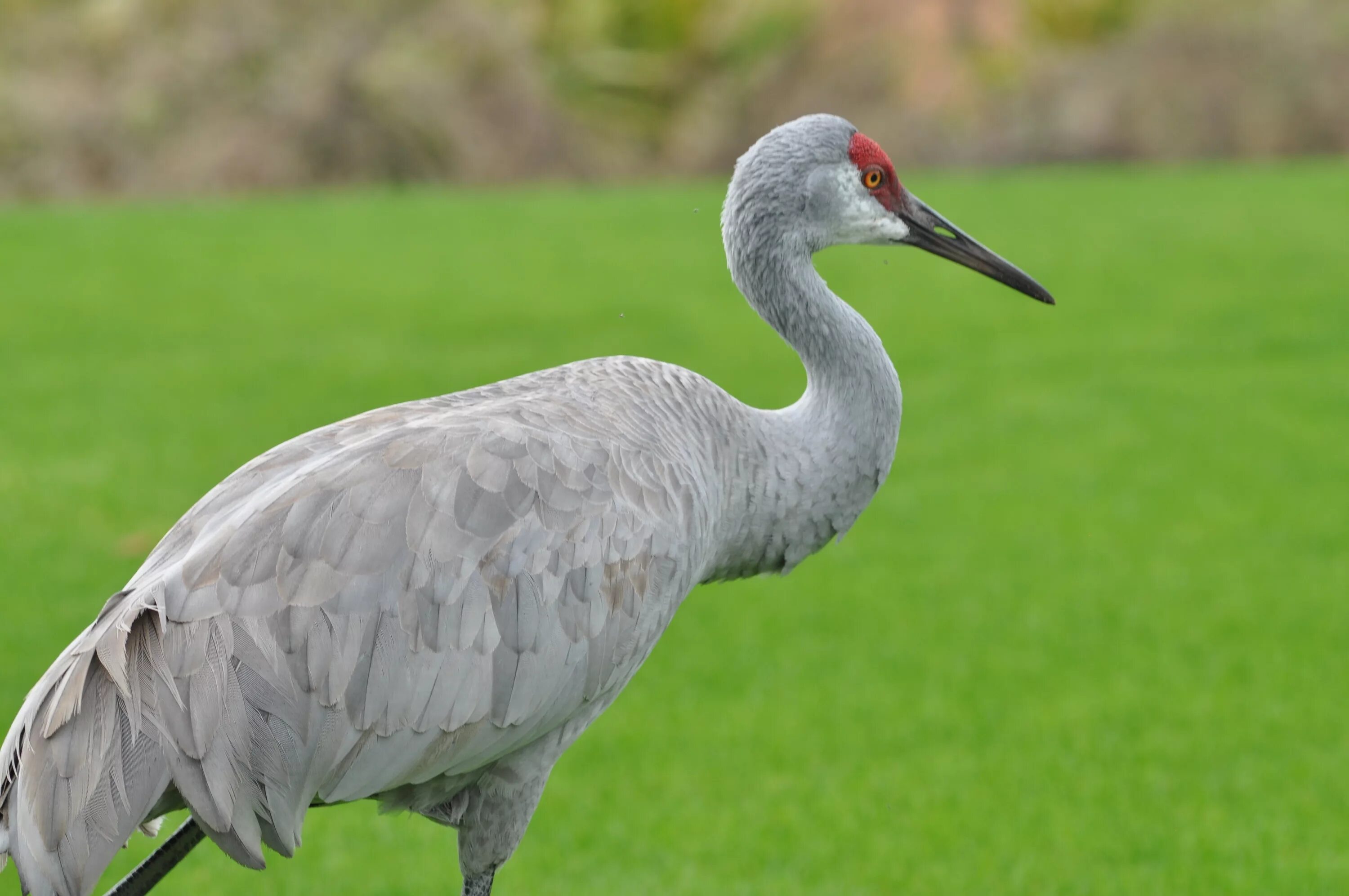 Птица журавль крылья. Журавль обыкновенный. Crane журавль. Журавль фото. Журавль фото птицы.