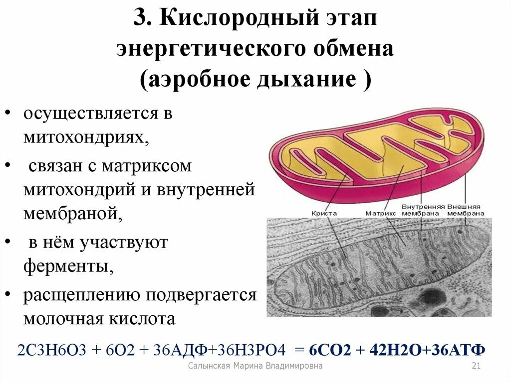 В каких клетках осуществляется дыхание. Кислородный этап энергетического обмена. Кислородный этап энергетичесеоготобмена. Митохондрии этапы энергетического обмена. Этапы энергетического обмена.