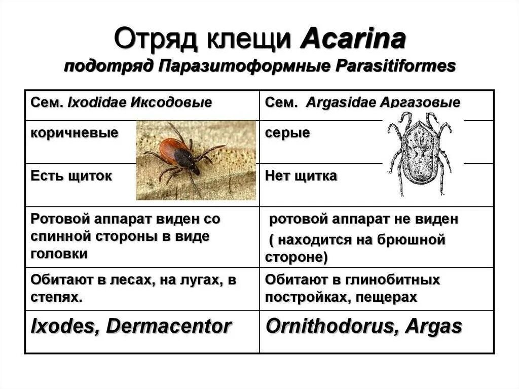 Иксодовые клещи являются переносчиками. Отряд паразитиформные клещи (parasitiformes). Отряды клещей классификация. Иксодовые и аргасовые клещи. Иксодовые клещи семейства таблица.