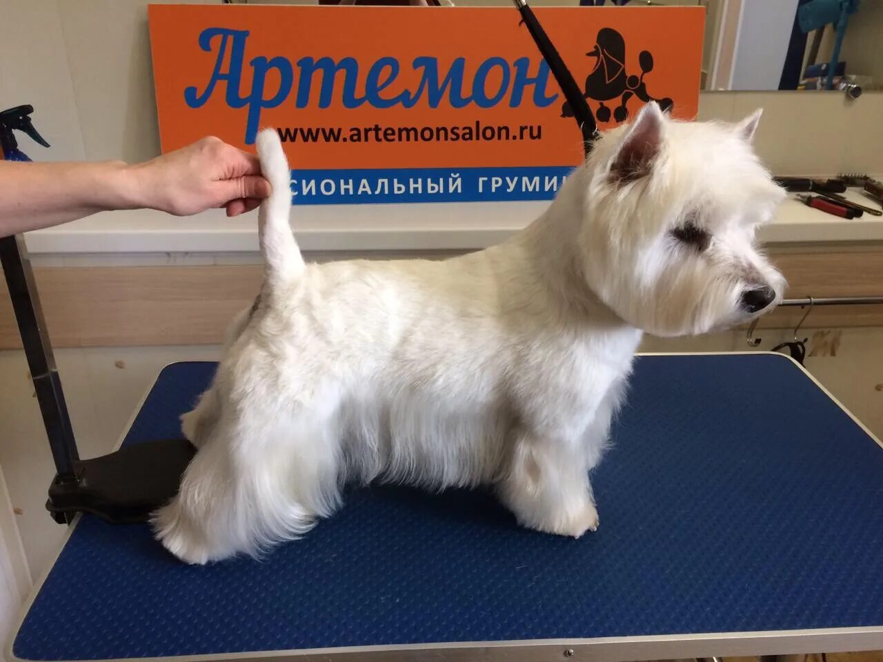 Керн терьер стрижка. Тримминг шотландского терьера. Керн терьер груминг. Выставочный тримминг керн терьер. Тримминг шотландского терьера.