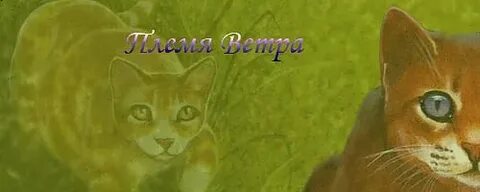 Племя ветра коты