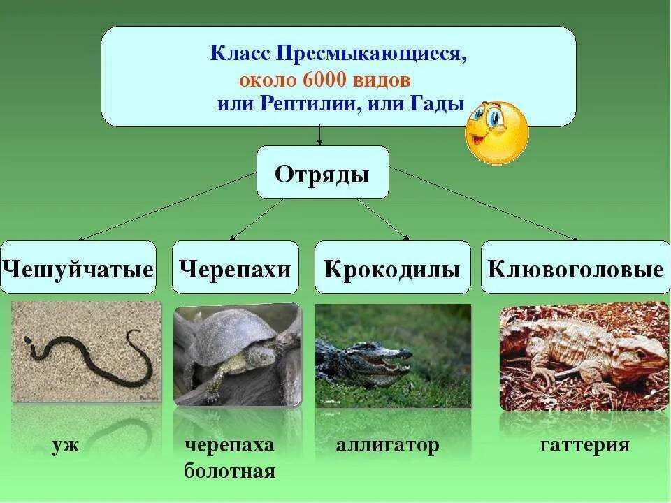 Какие животные относятся к классу пресмыкающиеся. Класс пресмыкающиеся или рептилии отряды. пресмыкающиеся представители 3 класс. представителем класса пресмыкающиеся (рептилии. признаки класса пресмыкающиеся рептилии.