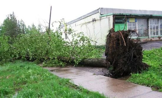 Дерево посадим под окном вырастет оно большое. Поселок Северный Кировская область Опаринский район. Пеники выпираются корни из земли. Поселок верхняя Волманга Кировская область.