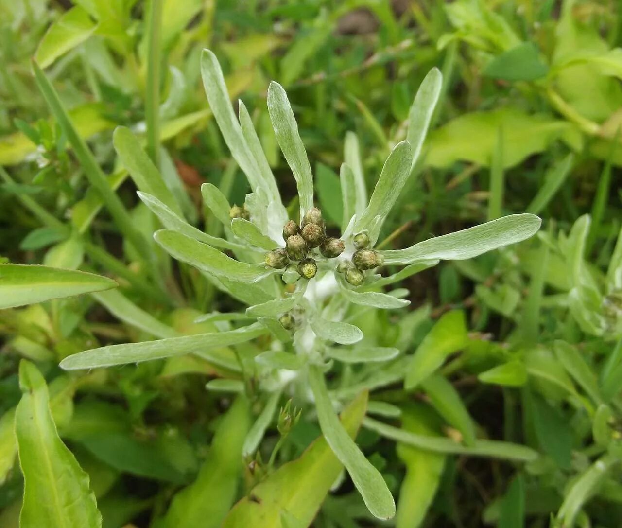 Сушеница топяная (Gnaphalium uliginosum). Сушеница топяная, сушеница Болотная. Сушеница Болотная (Gnaphalium uliginosum). Сушеница Болотная фитотерапия.