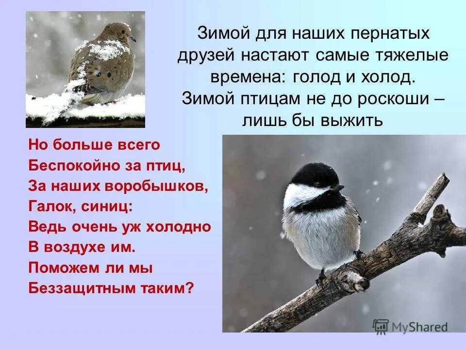 Актуальность покормите птиц зимой. Проект как помочь птицам зимой. Помощь птицам зимой сочинение. Помощь животным и птицам зимой. Проект зимующие птицы.