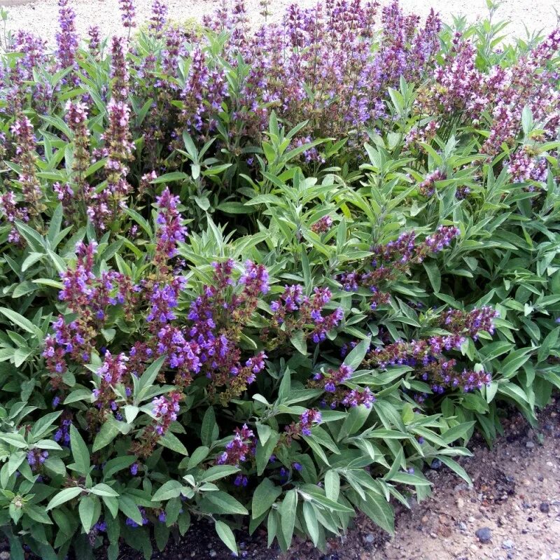 сальвия шалфей лекарственный. шалфей целебные свойства растения. шалфей лекарственный полезные. шалфей императорский. бальзамический шалфей.