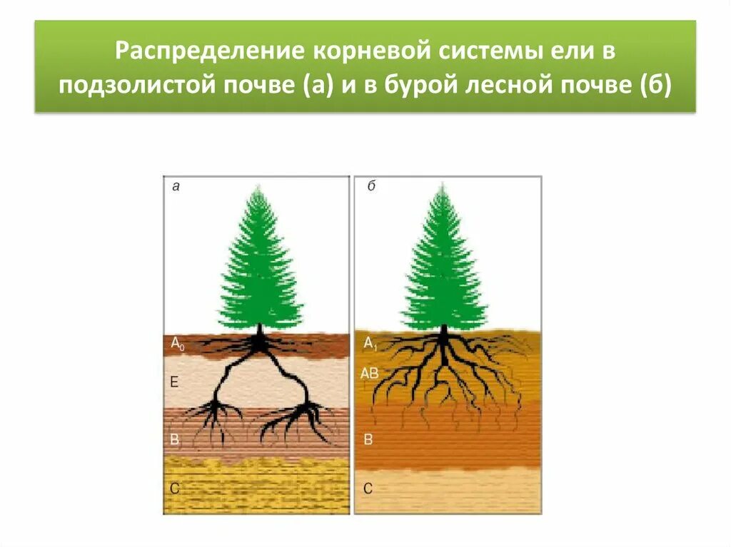 Какой тип у ели. Ель обыкновенная корневая система. корневая система сосны обыкновенной. корневая система голубой ели схема. корневая система сосны обыкновенной схема.