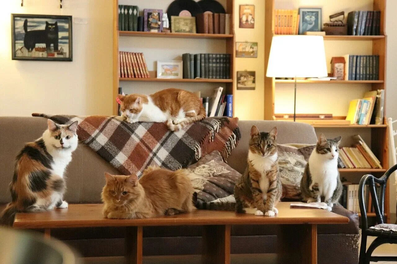 Котокафе в москве. Котокафе котики и люди, москва. Котокафе котики. Котокафе котики и люди. Кот обормот котокафе.