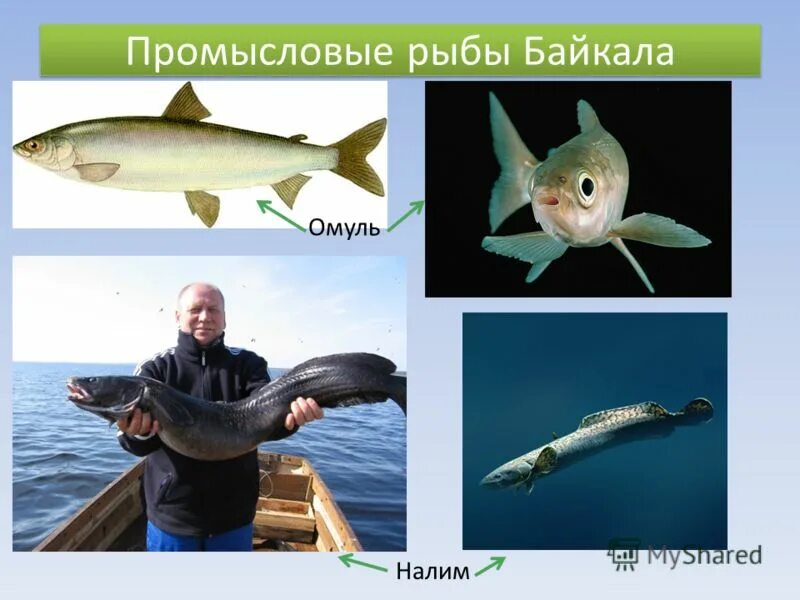 рыба похожая на омуль