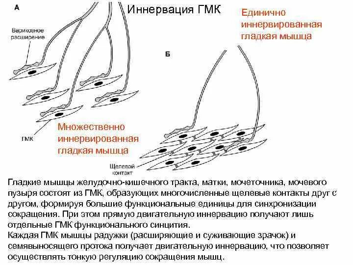 Иннервирует гладкие мышцы. Особенности иннервации гладких мышц. Схема сокращения гладких мышц. Сокращение гладкой мышцы физиология. Схемы иннервации гладкой мышечной ткани.