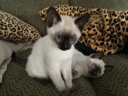 Бесплатные котята сиамская