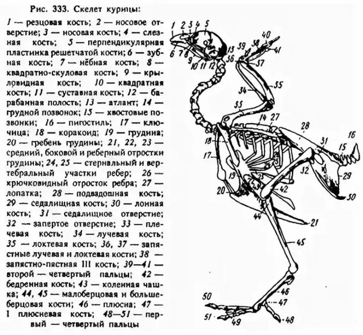 Строение скелета курицы название костей. Осевой скелет птиц. Скелет гуся с описанием. Строение скелета курицы схема.