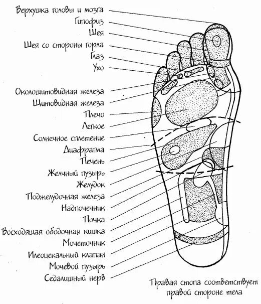 Точки стопы схема расположения Точки на стопах только с этим навыком они начинают работать Альфа самооборон