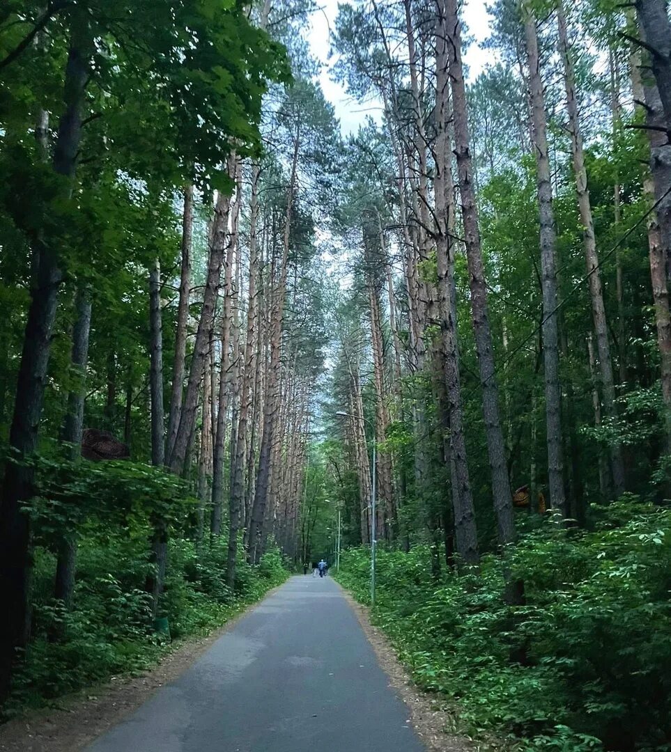 Парк Саранск Лесной. Парк Пролетарского района Саранск. Лес Пролетарского района Саранск. Парк в лесу. Парк ласковый