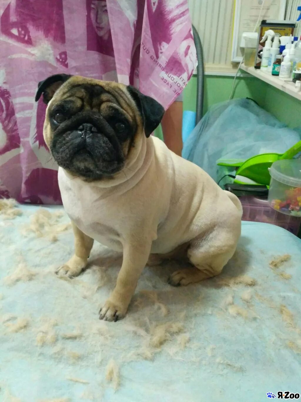 Мопсы линька