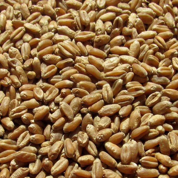 Пшеничное зерно. Пшеница 12. Семена яровой пшеницы. Семечко пшеницы. Голозерный ячмень.