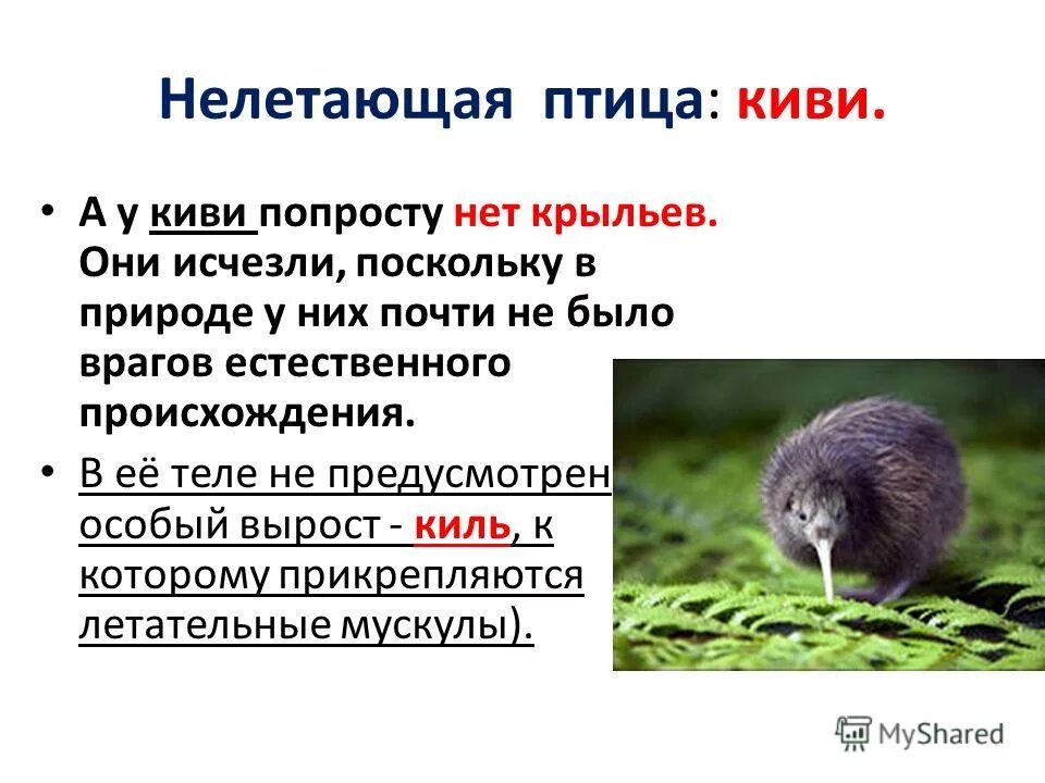 У какой птицы нет крыльев. Нелетающие птицы киви. строение птицы киви. у киви нет крыльев. классификация птицы киви.
