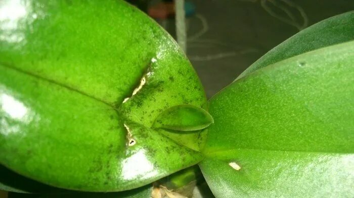 Драценовые трипсы. Диффенбахия трипсы. Трипсы на орхидеях. Орхидейные трипсы. Трипсы орхидея ванда.