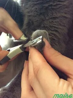 Котенок можно подстригать ногти