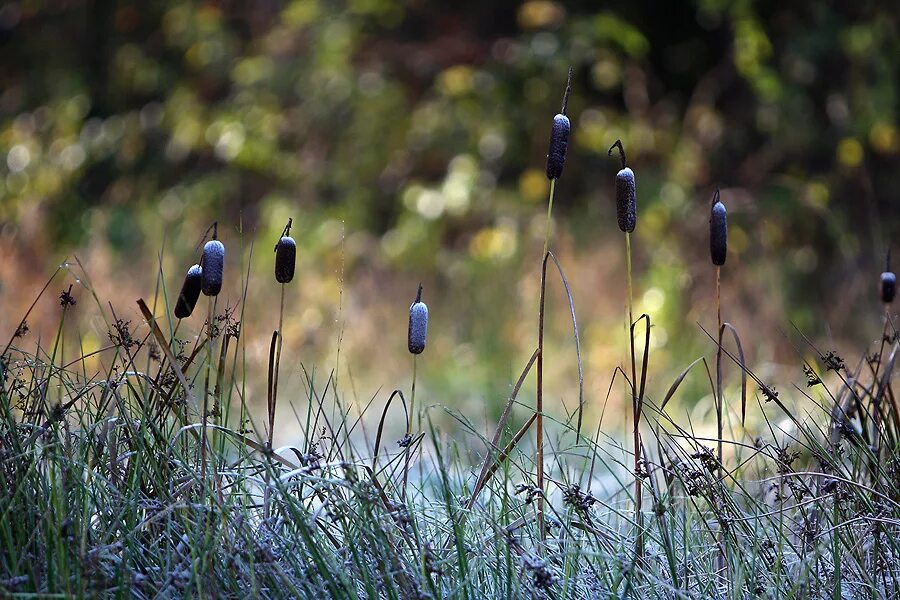 Товарищ камыш. Камыш иллюстрация. Камыш. Ложь в ночи. Еж ерш нож чертеж камыш.
