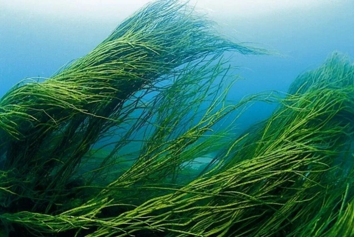 Водоросли нори тидори. Ламинария и спирулина. Ламинария и спирулина. Спирулина green superfood. Зеленые водоросли chlorophyta.