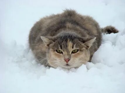 Котик февраль