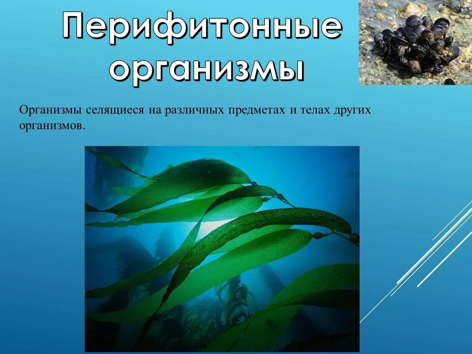 Адаптация организмов к водной среде. Водная среда жизни адаптации организмов. Адаптации к жизни в водной среде. Приспособление организмов к водной среде.