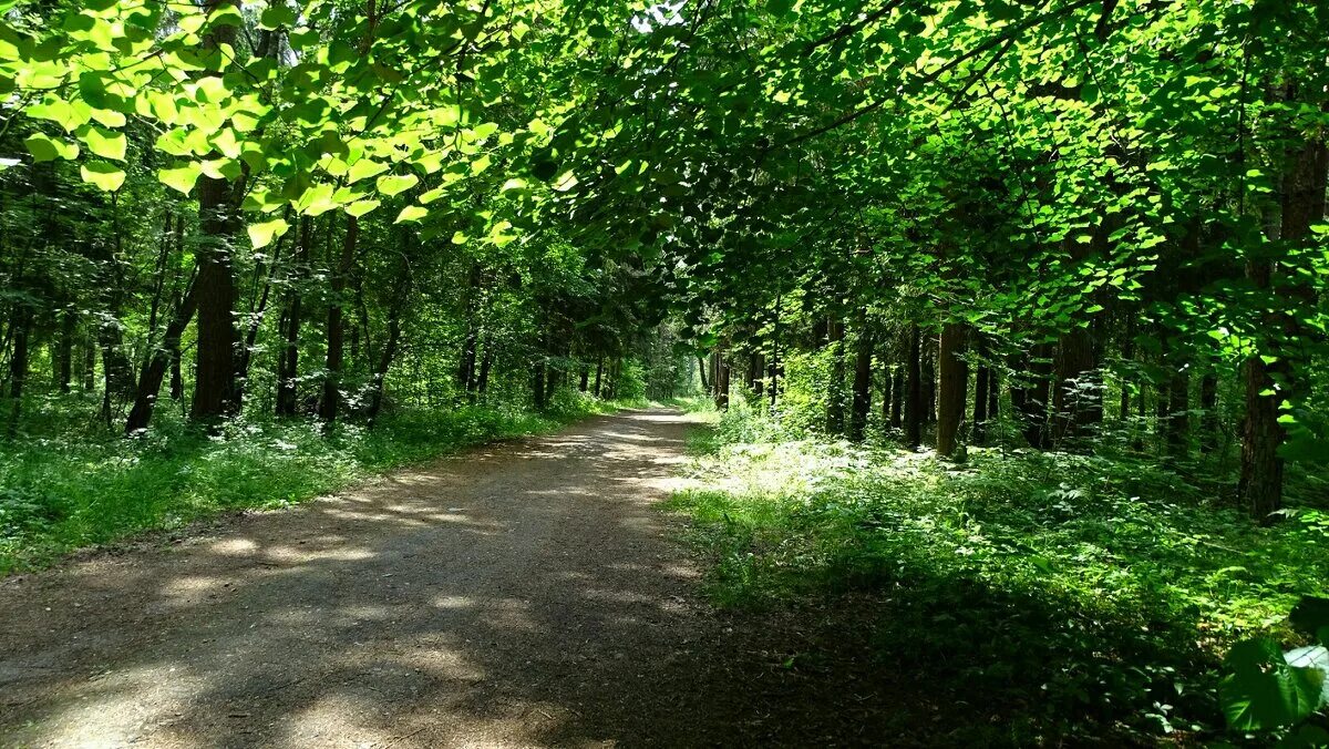 парочка гуляет. мы гуляли с тобой мы бродили с тобой по аллеям тенистого сада. губернаторский сад ярославль. миксбордер медуница папоротник. тенистый сад фулл.