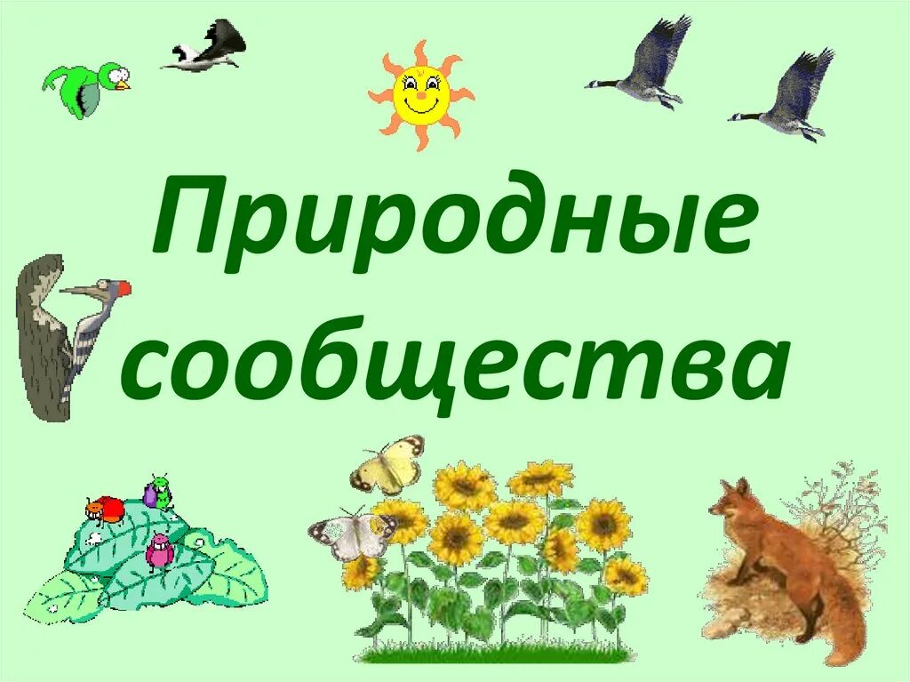 Природное сообщество водоем растения. Проект природное сообщество лес. Вятские пейзажи. Сообщение о природном сообществе. Природные сообщества родного края 3.